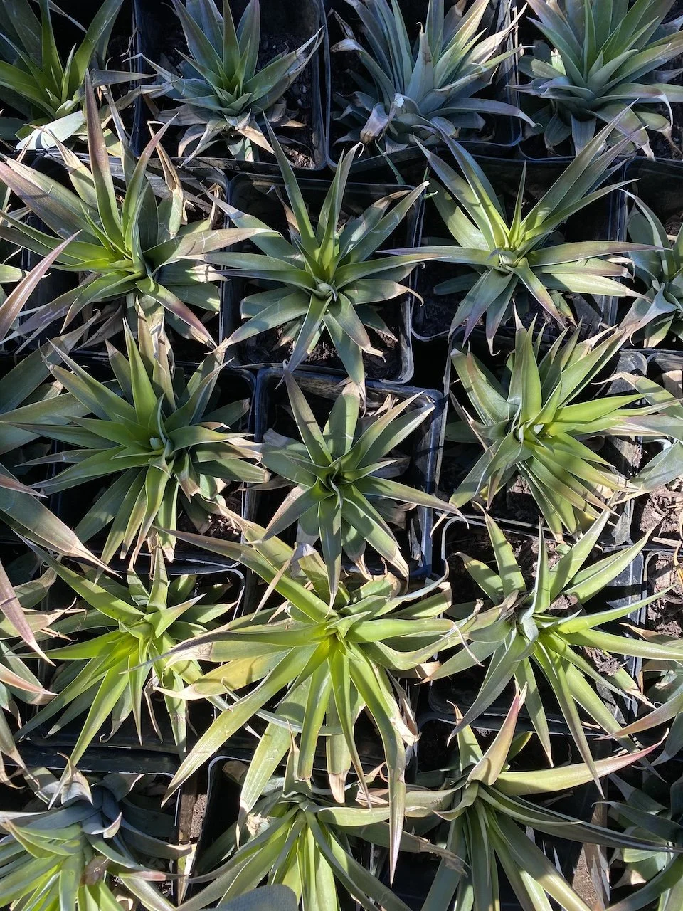 pinapples.jpeg
