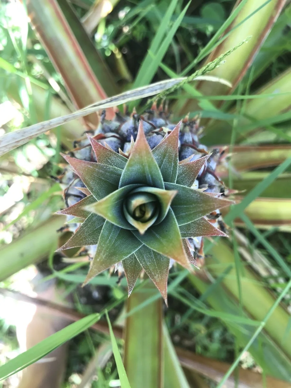 third-eye-pinapple.jpeg