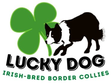 Lucky Dog Border Collies