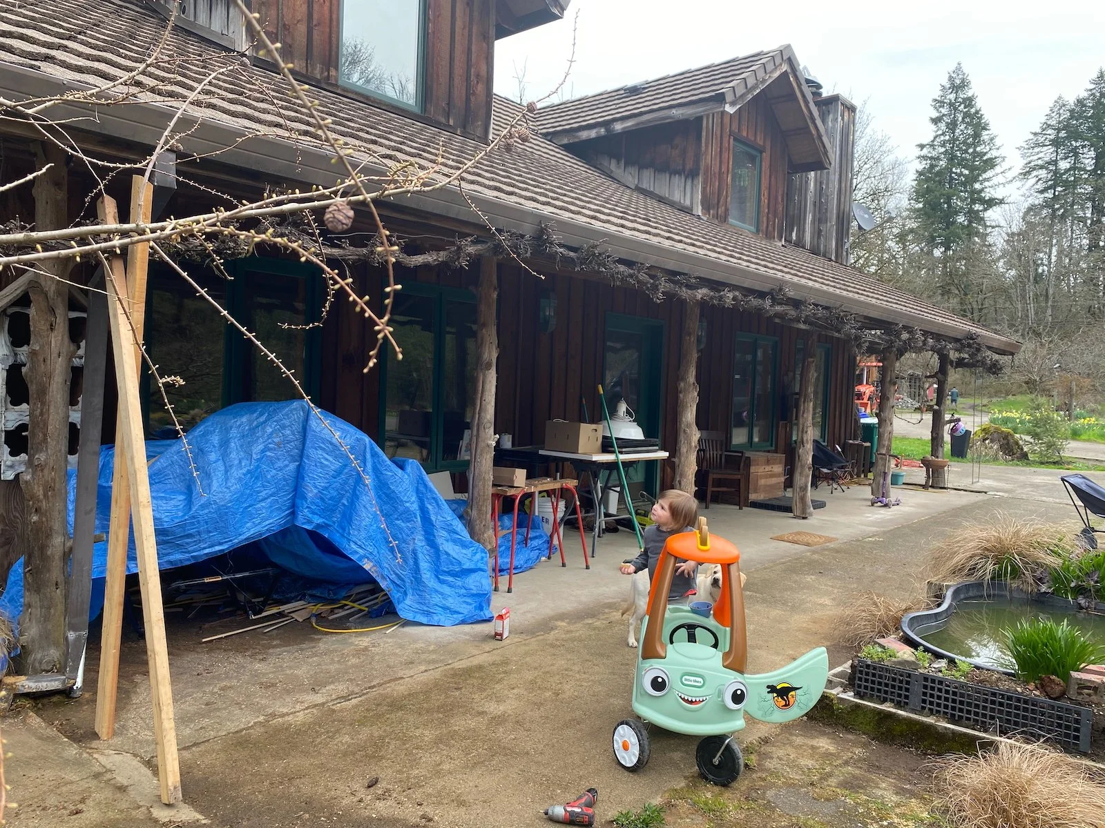 Moving the grapevine!