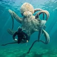 Octopi: Alien, or Ocean Jerk?