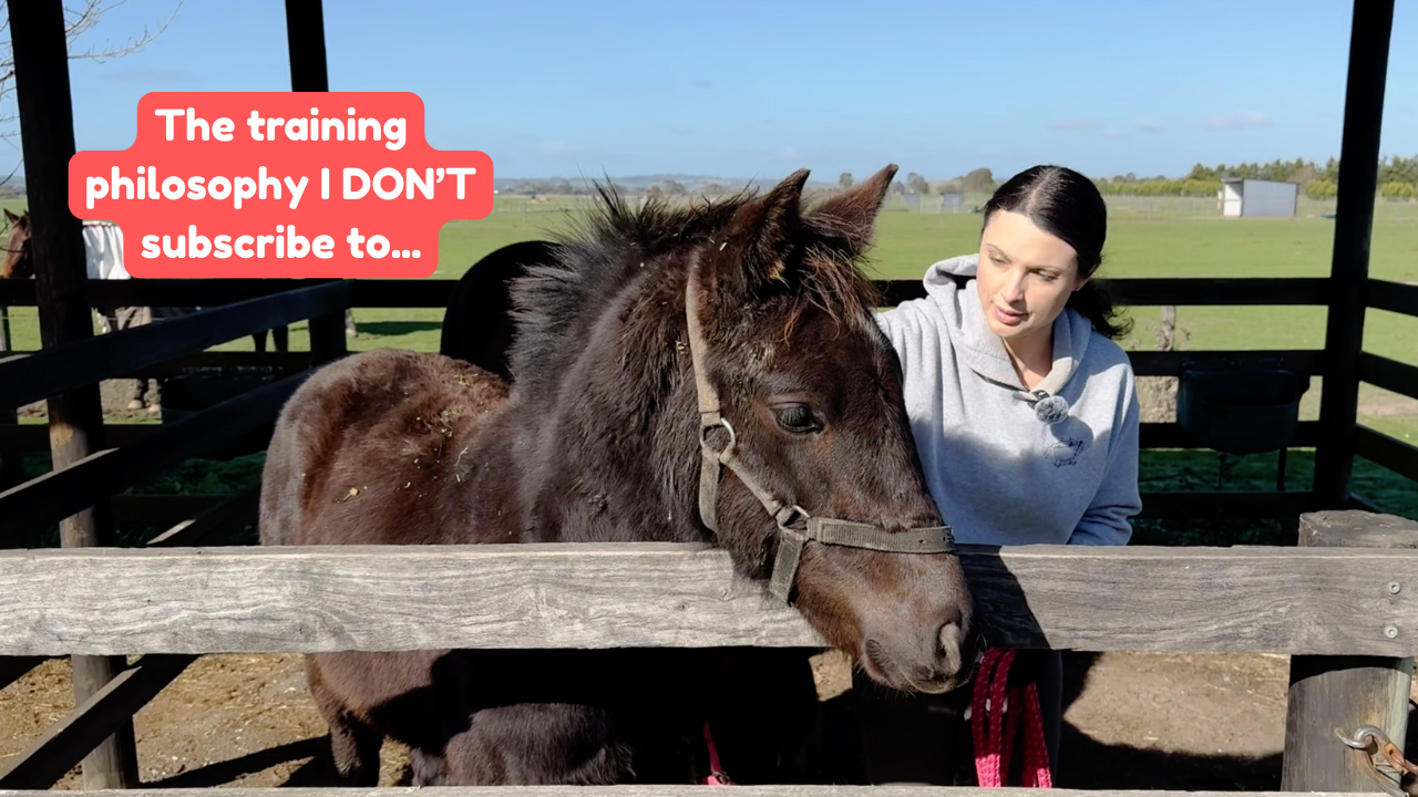 Foal training basics