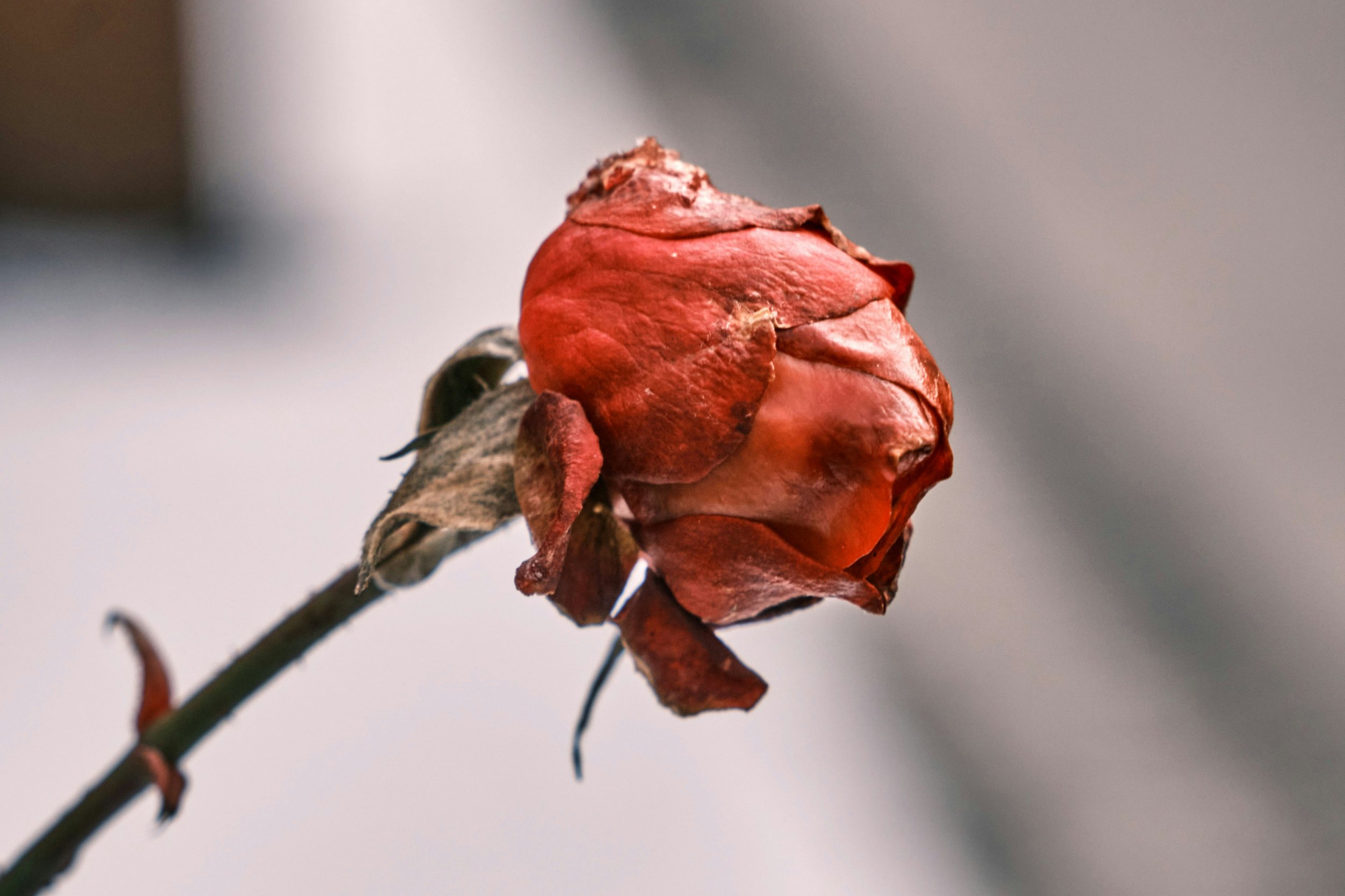 The Life You Planned, the Grief You Didn’t