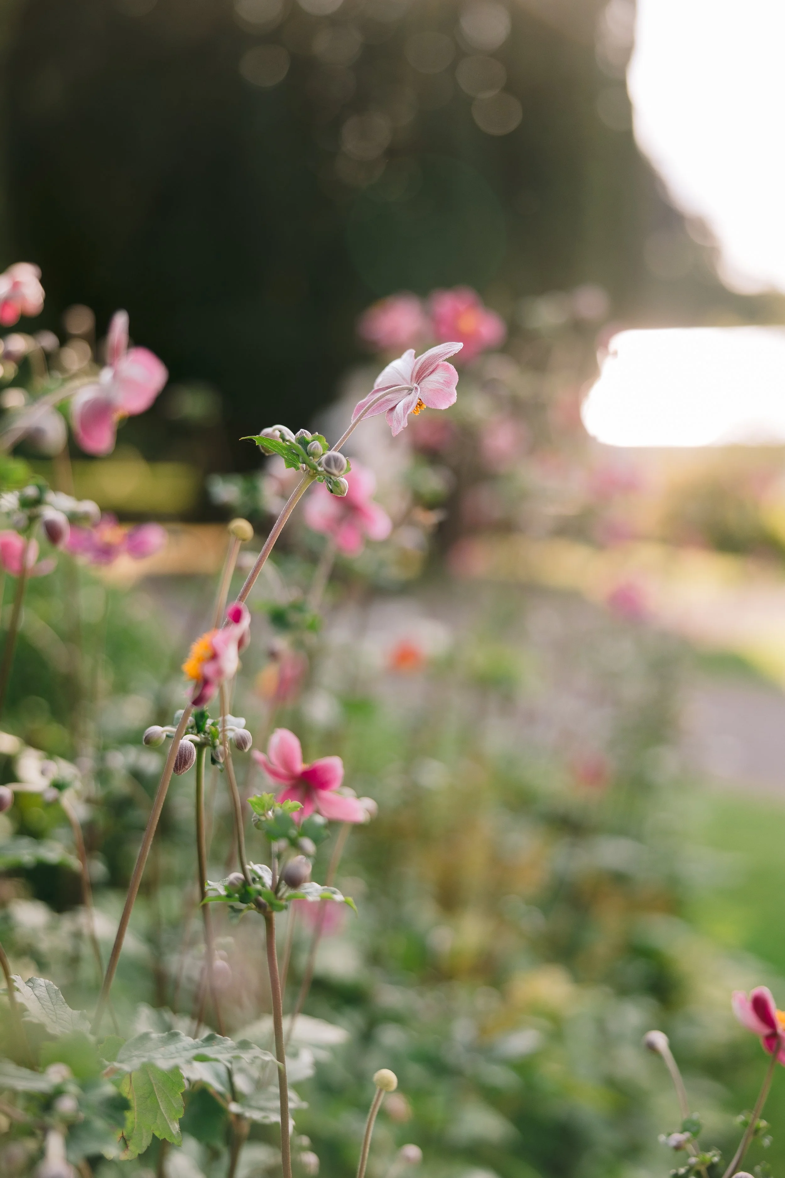 Photography by Ciara Castle leslie J_26M-581.jpg