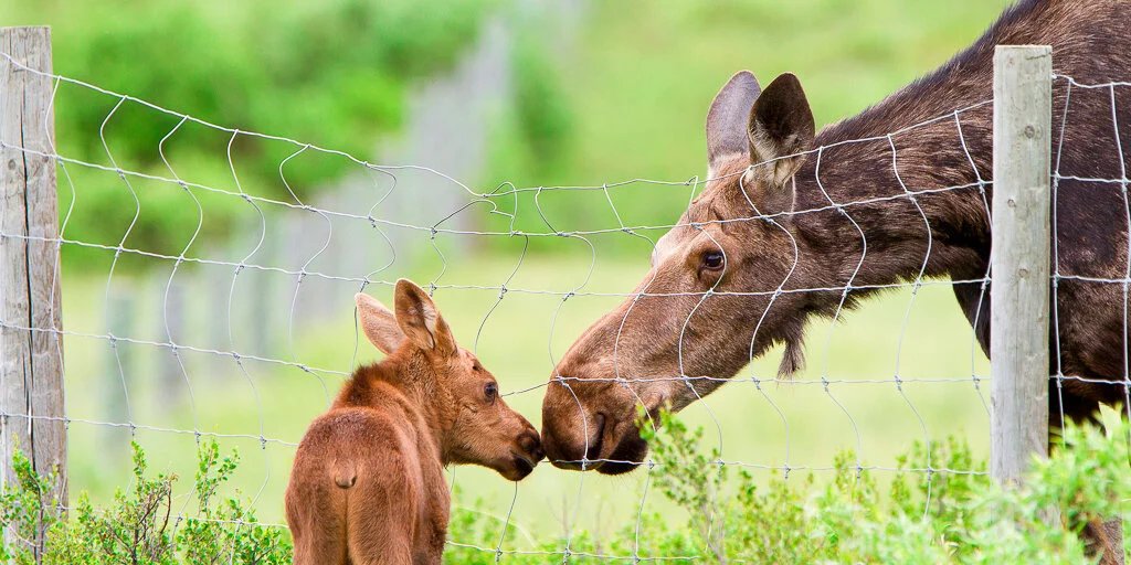 CAPA Judging Course in Regina