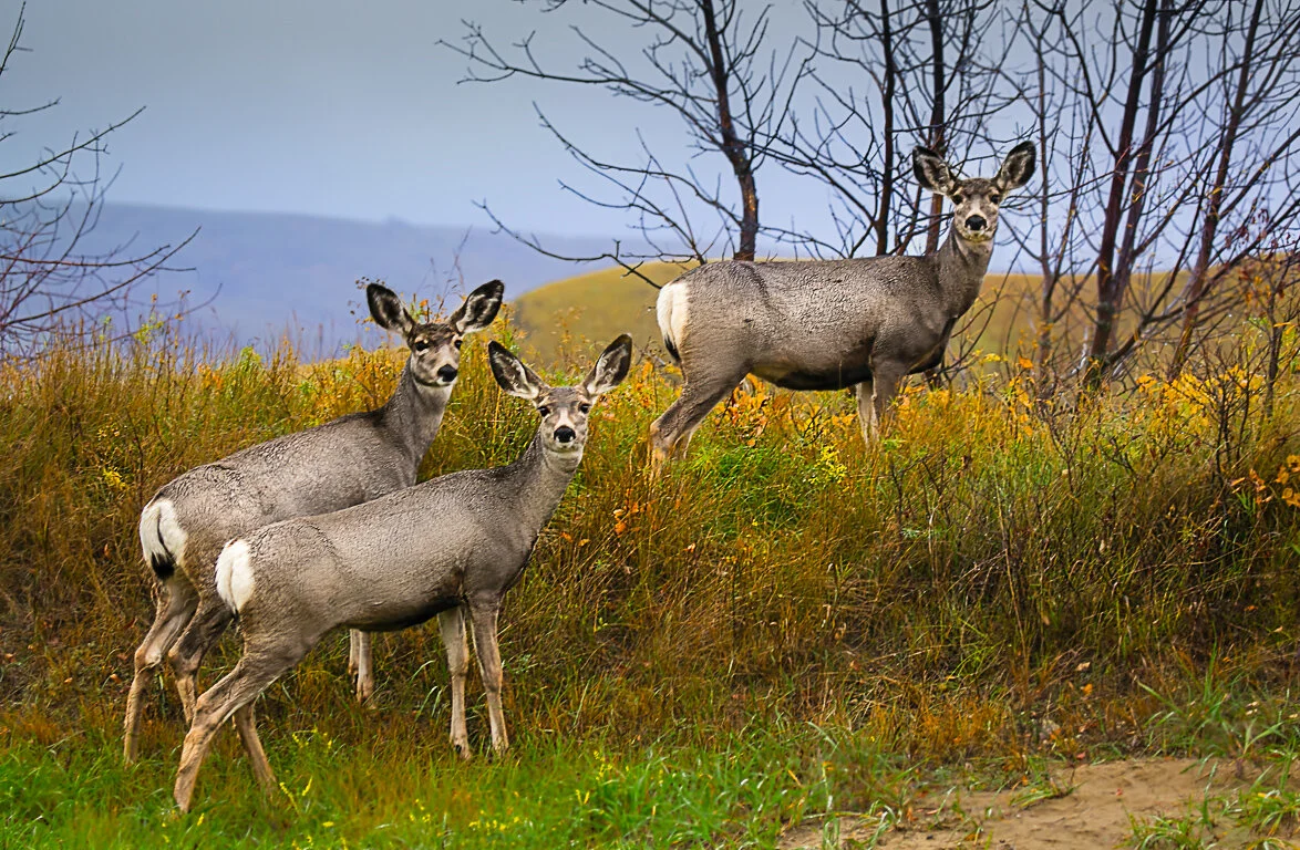 Prairie Focus: Winter 2017