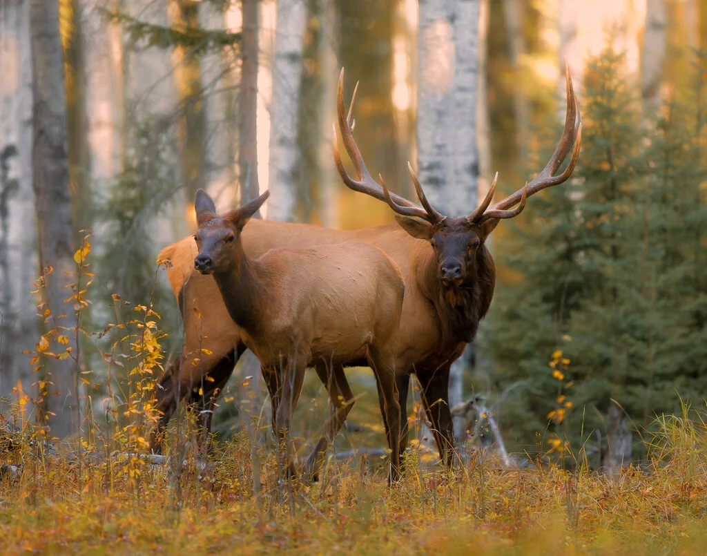 Prairie Focus: Winter 2018