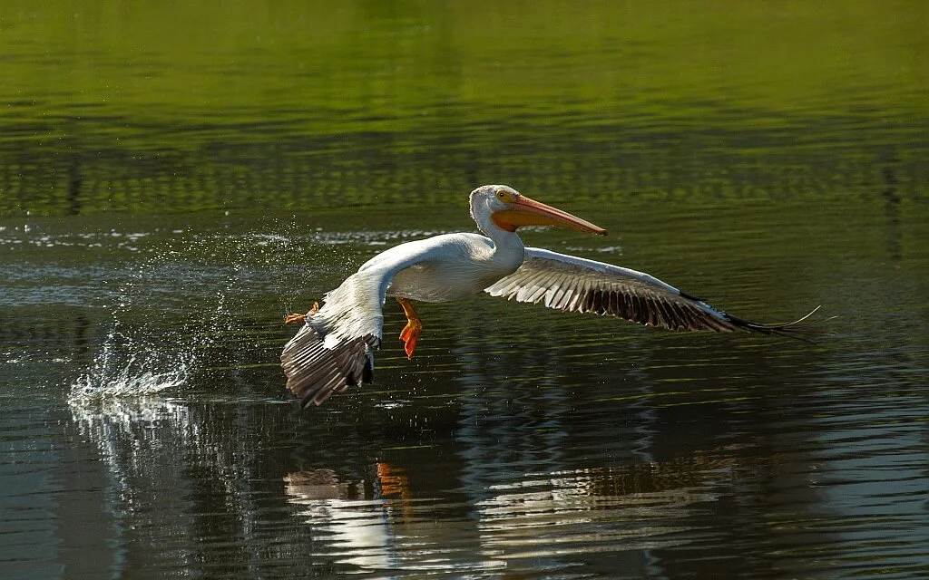 2017-2018 Award Winners