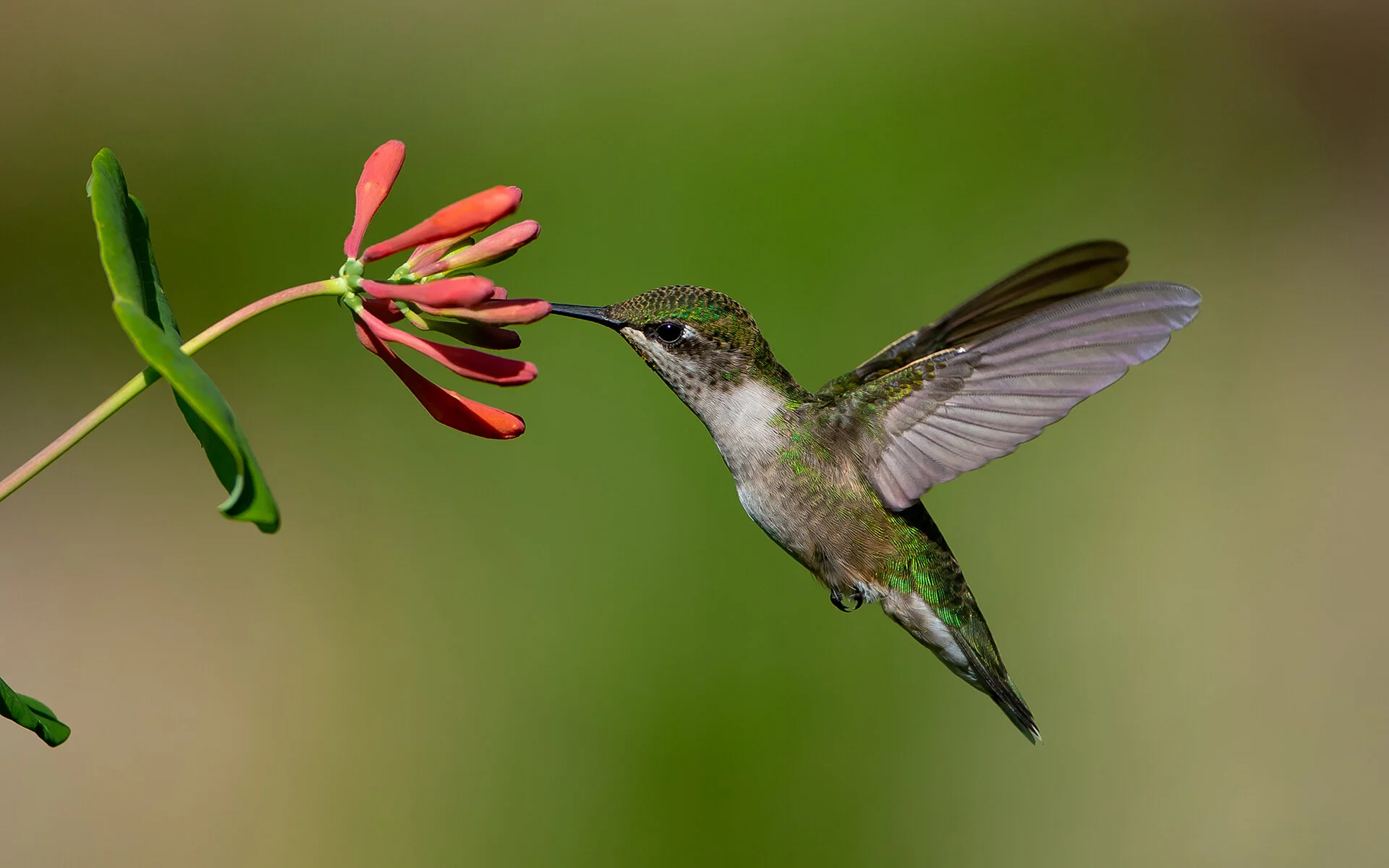 Prairie Focus: Fall 2019