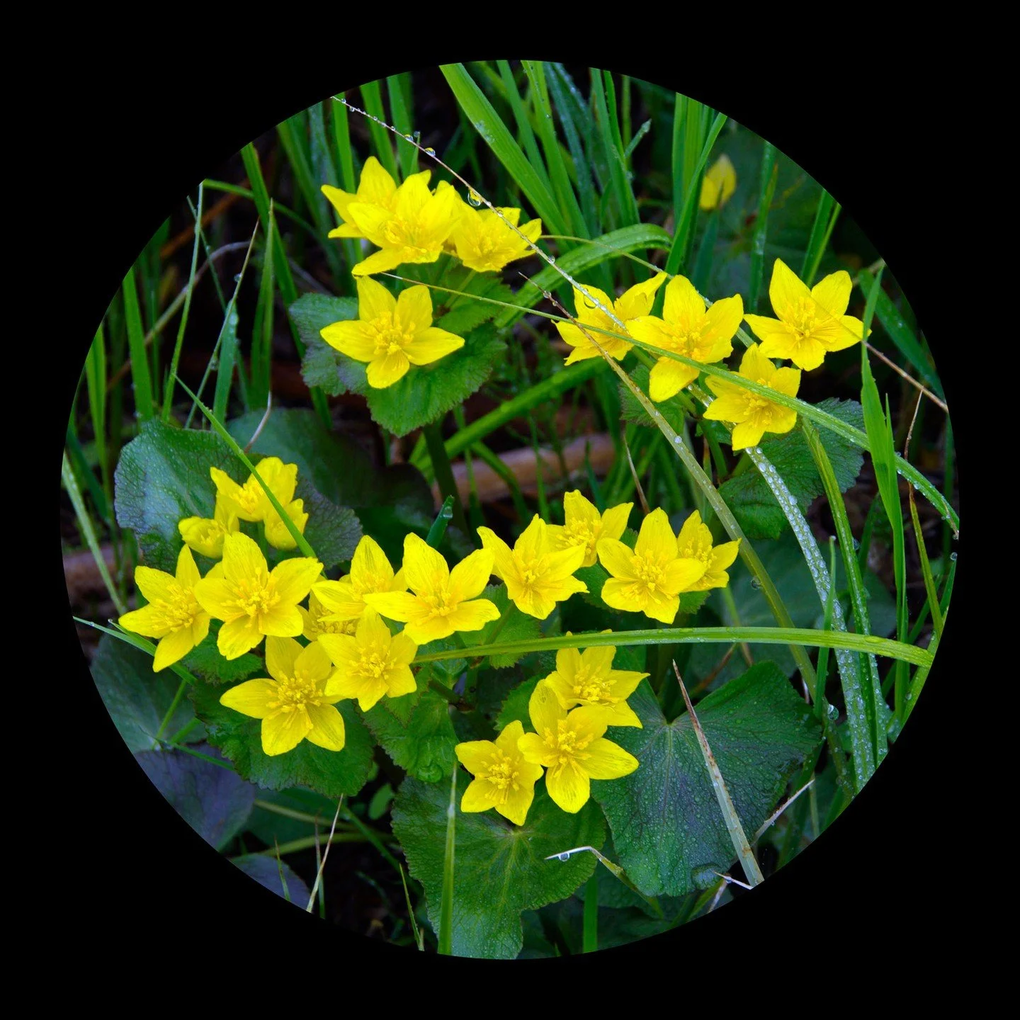 Circle of Gold - Stan Hingston - Outing Colour Digital Image 2025 Competition - 1st Place.

A circular photo of vibrant yellow marsh marigold flowers against a dark background with water droplets on green leaves.

#prpacanada #prpa #nature #photograp