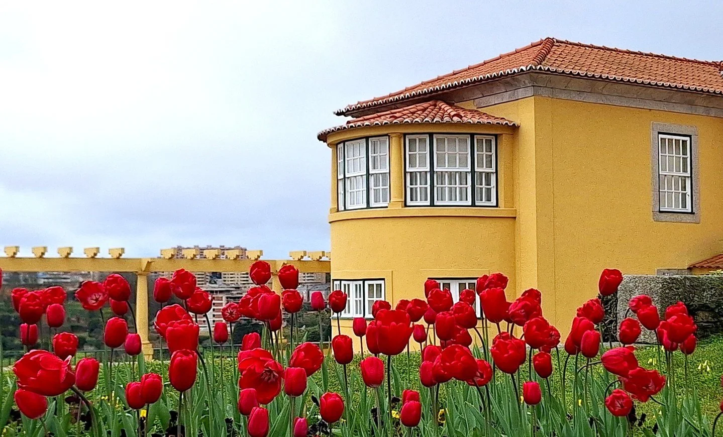 Tulips in Bloom - Angelica Donkers - RoPC / Gerry Fish 2025 Competition - Best Open. Bright red tulips in full bloom in front of a cheerful yellow building with a red-tiled roof. #prpacanada #photography #competition #prairies