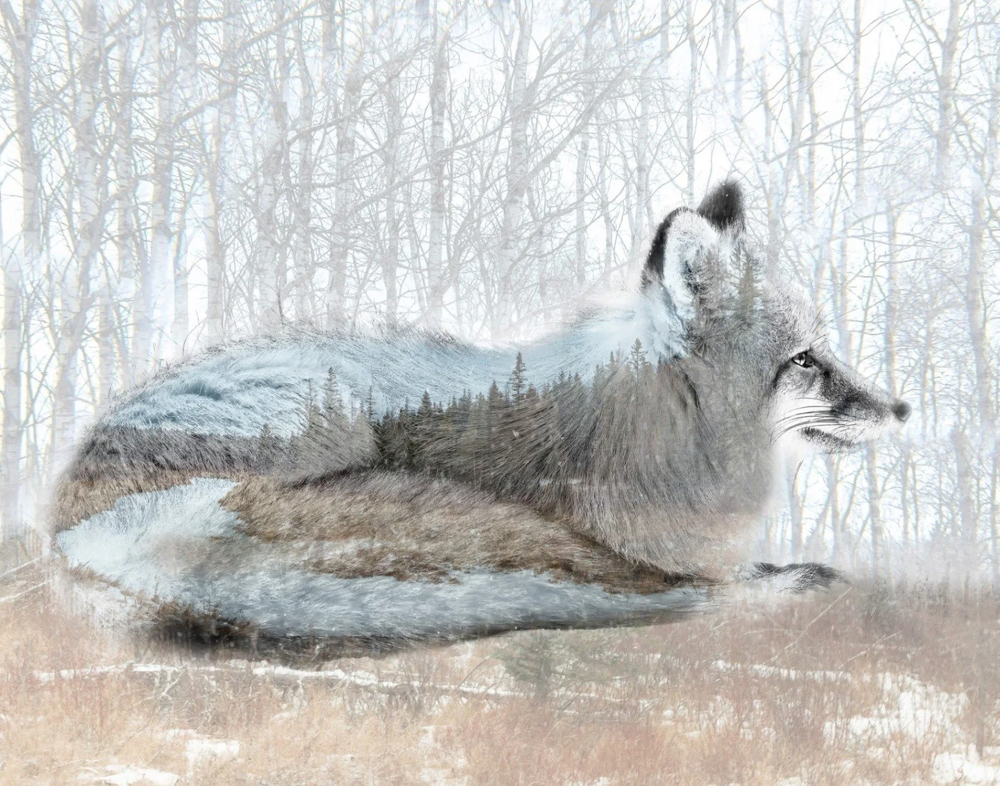 Content in Her Surroundings - Jane Hiebert - SCC / Curtiss Lund Altered Reality 2024 Competition - 2nd Place. 

This double exposure art piece blends a fox with a snowy river landscape within its body.

#prpacanada #photography #alteredreality #doubl