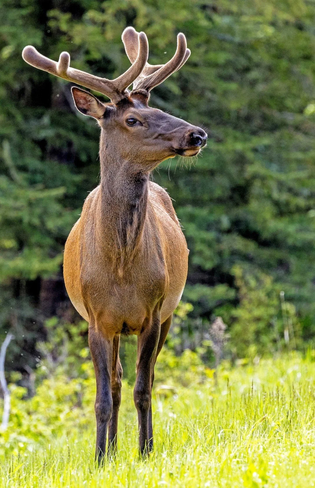 Curious But Confident - Jim Turner - Wildlife 2024 Competition - Honorable Mention

A young male elk with velvet-covered antlers standing alert in a sunny, grassy area with conifer trees.

#prpacanada #wildlife #nature #elk