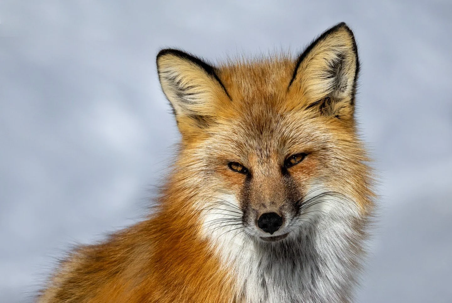 Curious - Jane Hiebert - SCC / Spring Digital 2024 Competition - 1st Place. A close-up of a red fox looking directly at the camera with a calm and alert expression.

#prpacanada #prpa #photography #wildlife