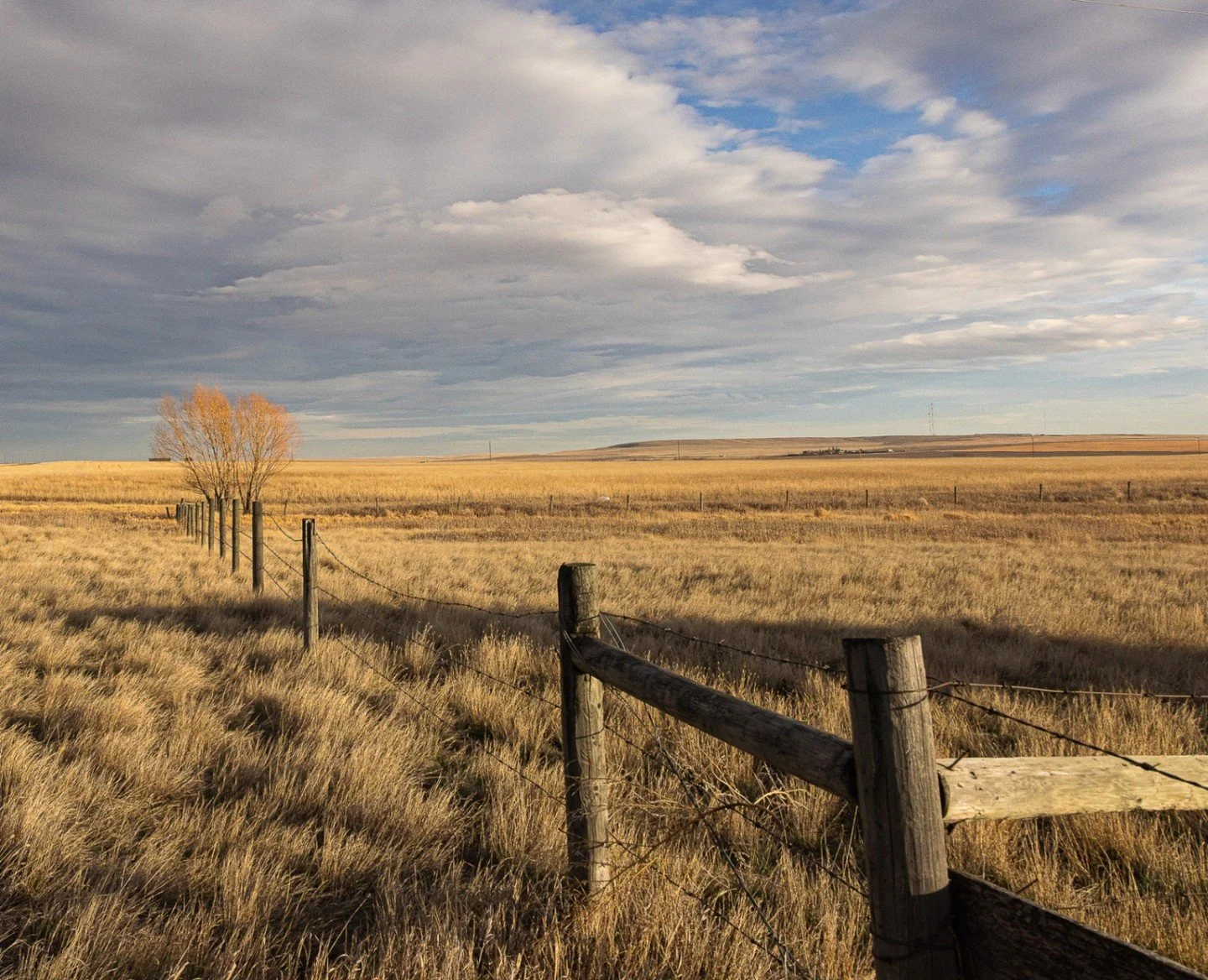 Don't Fence Me In - Jean Duff - Hand of Man 2024 - 3rd Place. A prairie landscape with yellow grass and a barbed wire fence receding toward lone leafless trees under a soft golden light. #prpa #prpacanada #landscape #photography