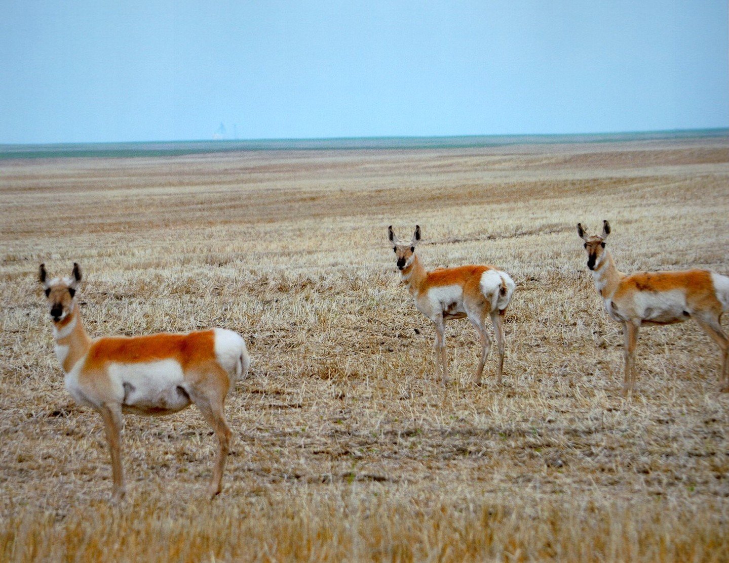Hello - Shirley Gerlock - IND / Outing - Prints 2024 Competition - 3rd Place

Three pronghorns standing in an open, dry, grassy field under a pale blue sky.

#prpa #wildlife #photography #nature