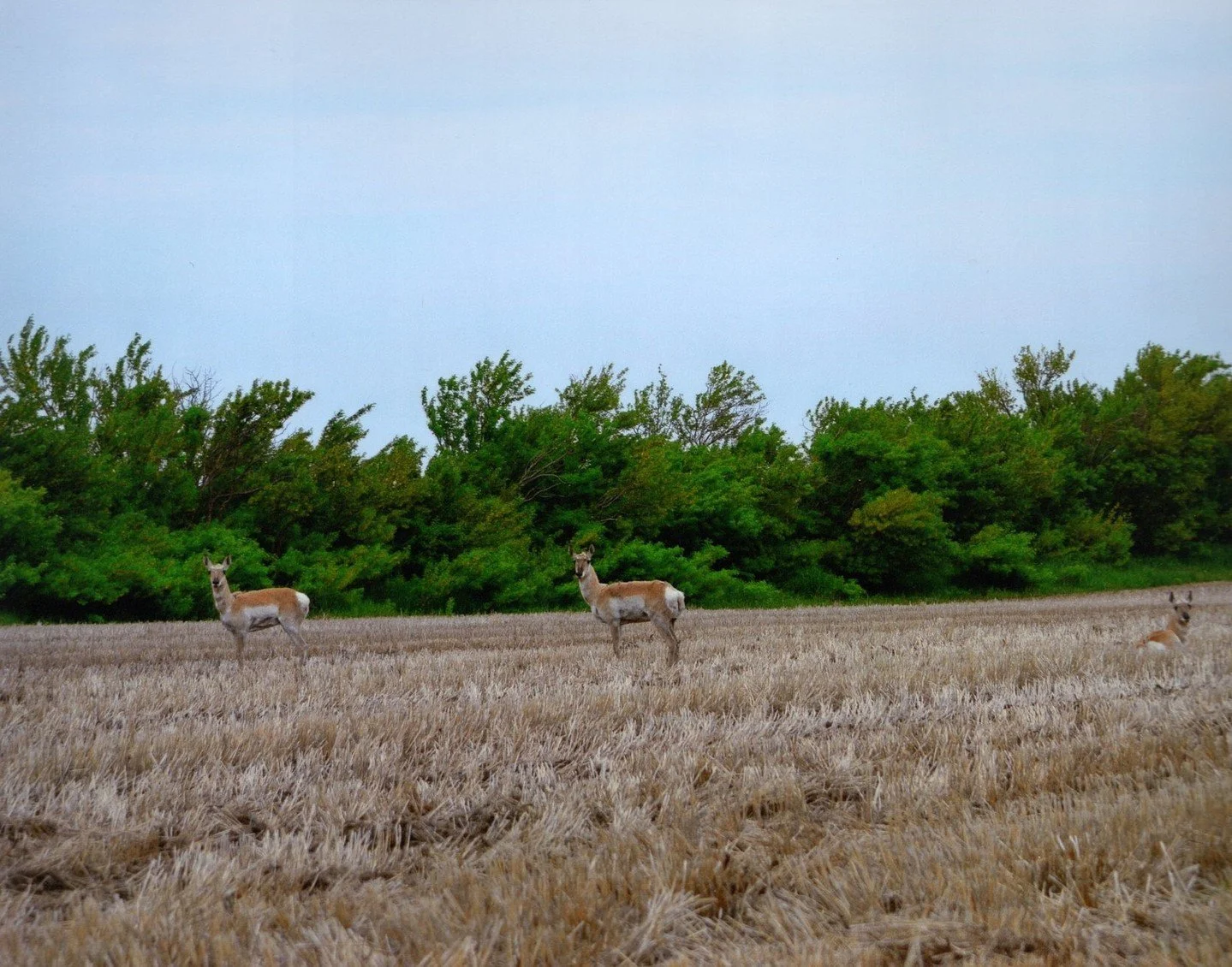 Two pronghorn antelopes looking toward the camera in a field with dry stubble and a backdrop of dense green trees. 

Here's Looking at You - Shirley Gerlock - IND / Outing - Prints 2024 Competition - 2nd Place

#prpa #wildlife #nature #photography