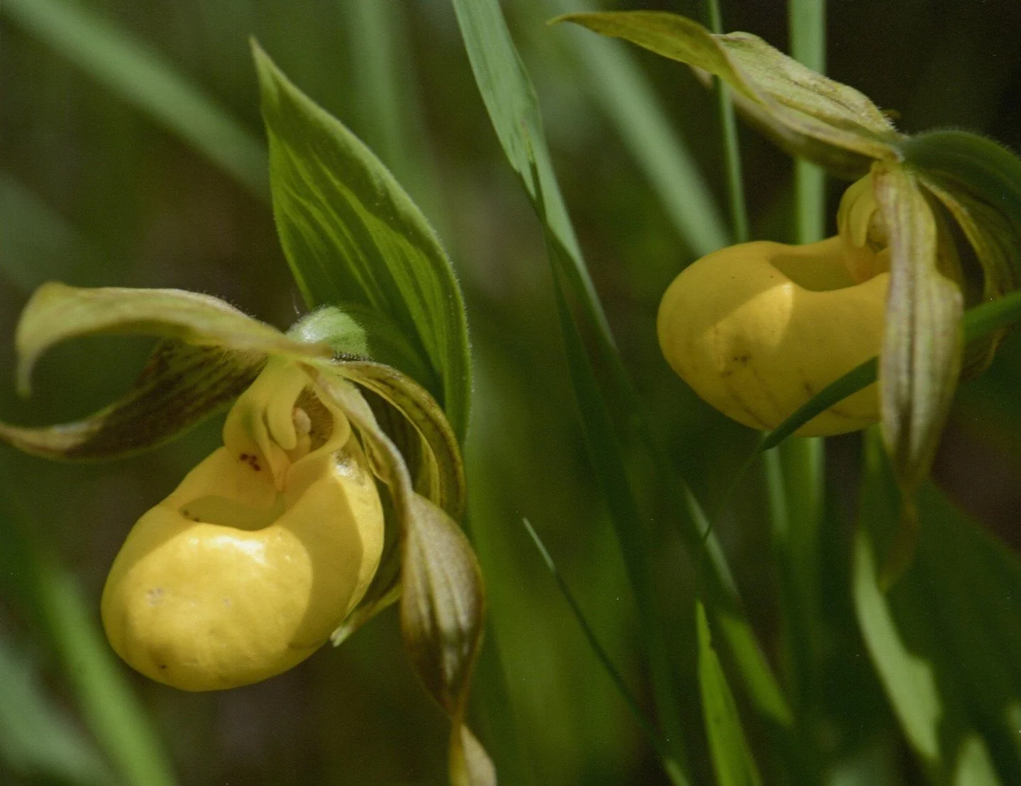 Lady Slippers - Mary Jacobs - IND / Outing - Prints 2024 Competition - 1st Place. Close-up of yellow Lady's Slipper Orchids with a shallow depth of field highlighting their unique pouch shape. #prpacanada #nature #photography #wildflowers