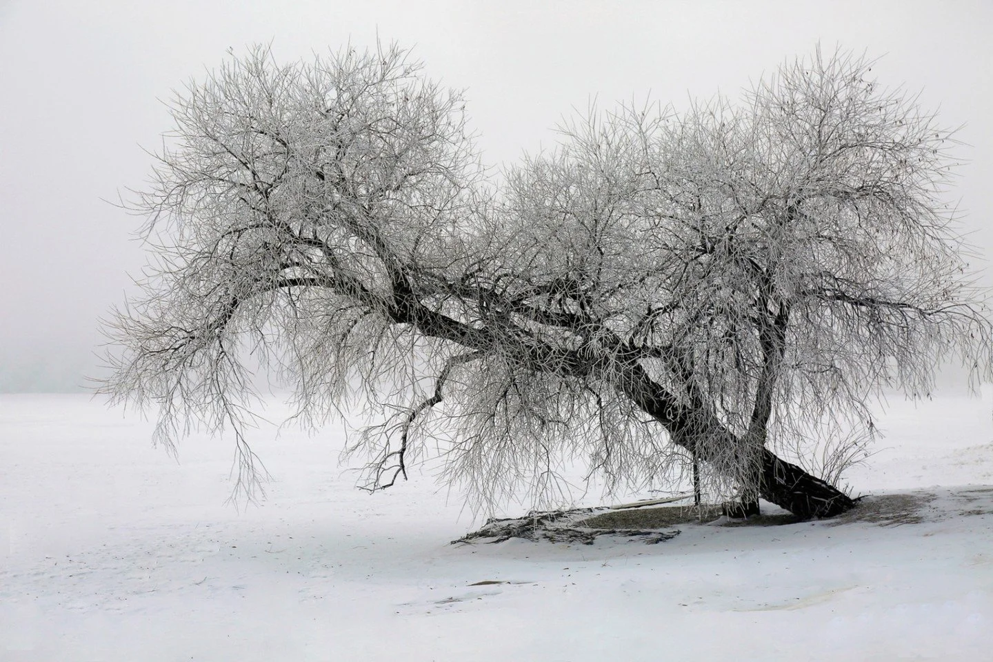 Scheduled: 8:00 AM (America/Regina)

Frosty Wascana Park - Larry Easton-RePC - RePC / (Spring Digital 2024 Competition) - 2nd Place.

Wintry calm over Wascana Park, with frost-laden branches and open prairie light defining the structure of the bare t