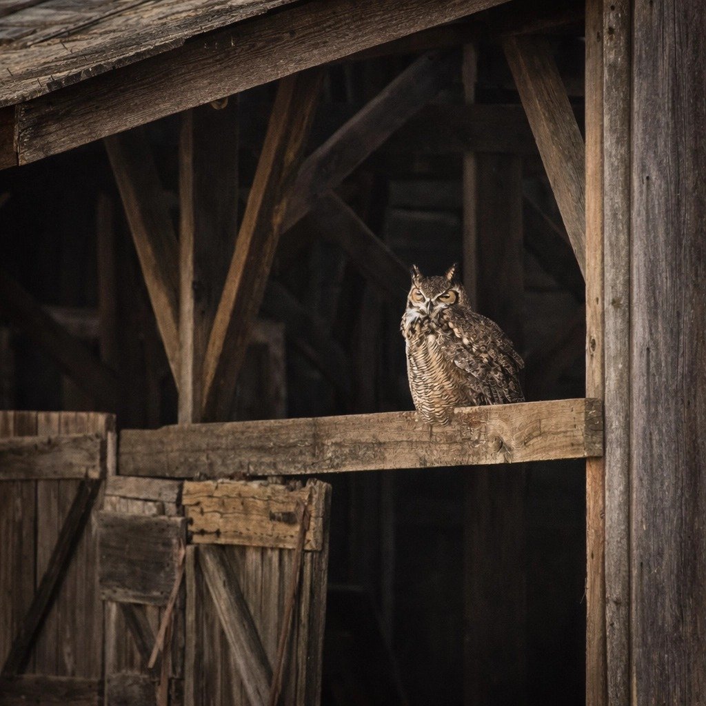 Scheduled: 8:00 AM (America/Regina)

Sleepy Head (Passive) - Hilda Maier - MJCC - (Russell 2023 Competition) - 1st Place

Great Horned Owl perched inside a weathered barn, framed by aged wood textures and subdued prairie tones.

#prpa #prpacanada #ph