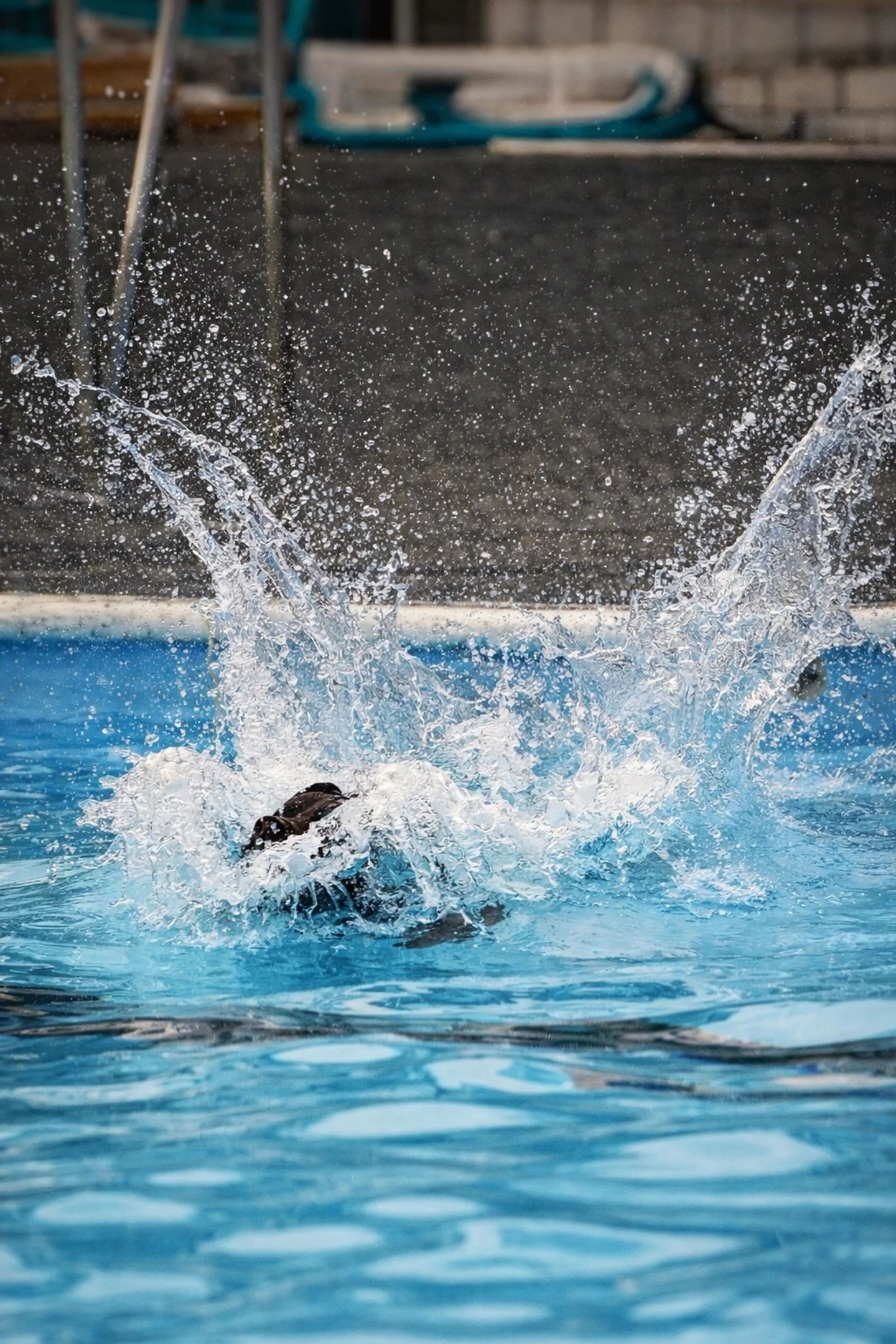 Scheduled: 8:00 AM

The Big Splash - Mary Ann Dudragne - IWPA / (Russell 2023 Competition) - Honorable Mention

A decisive moment in the pool, with the water&rsquo;s shape and energy captured at peak impact.

#prpa #prpacanada #photographycompetition