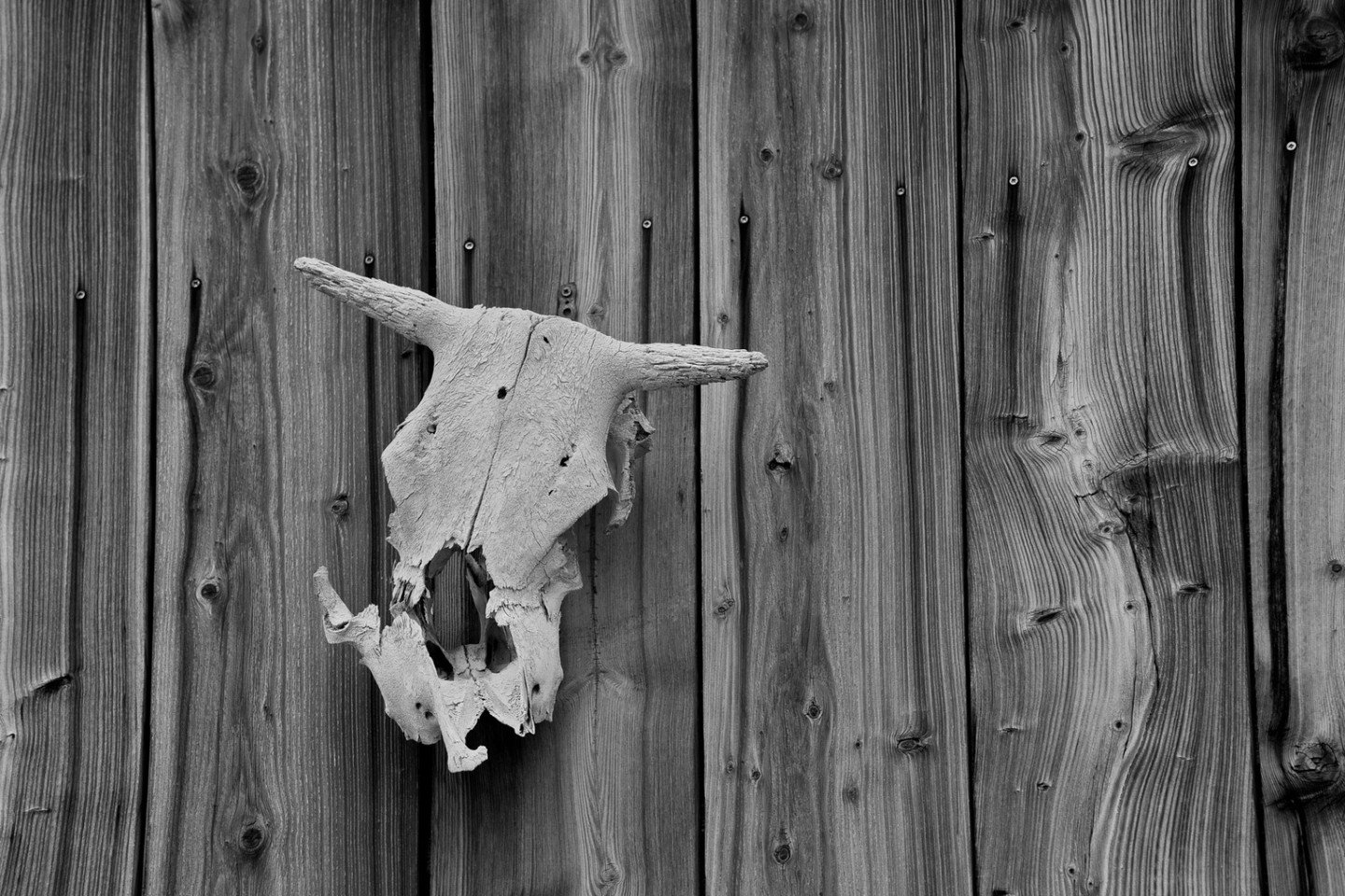 Old Trophy - Mary Ann Dudragne - IWPA / Outing - Digital Image 2024 Competition - 2nd Place.

A stark black and white photograph of a bull skull mounted on a textured wooden wall.

#prpa #prpacanada #photography #competition
