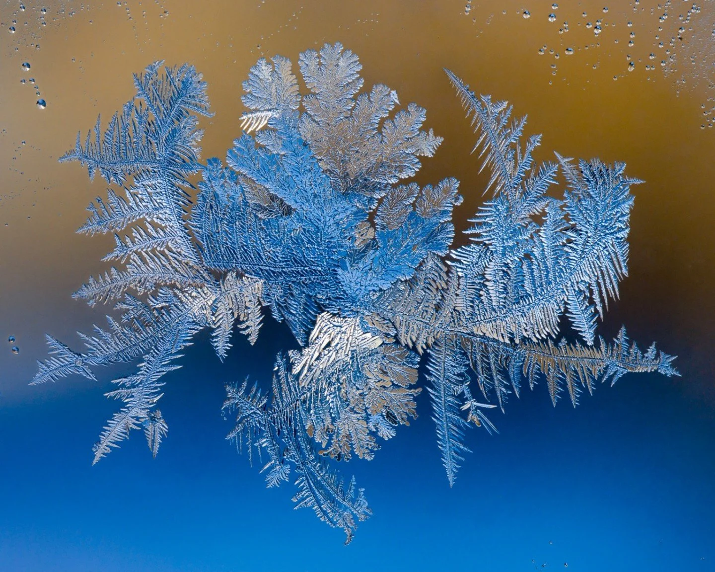 Evolution Orange - Ron Cooley - SCC / Artistic Expressions 2024 Competition - Honorable Mention

#prpacanada #prpa #macro #frostpatterns