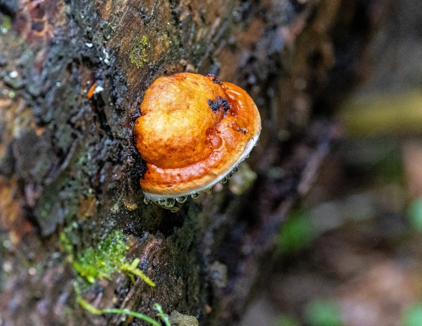 Fiery Fungus - Jim Turner - Outing Colour Prints 2025 Competition - 3rd Place.

#prpacanada #nature #fungusphotography