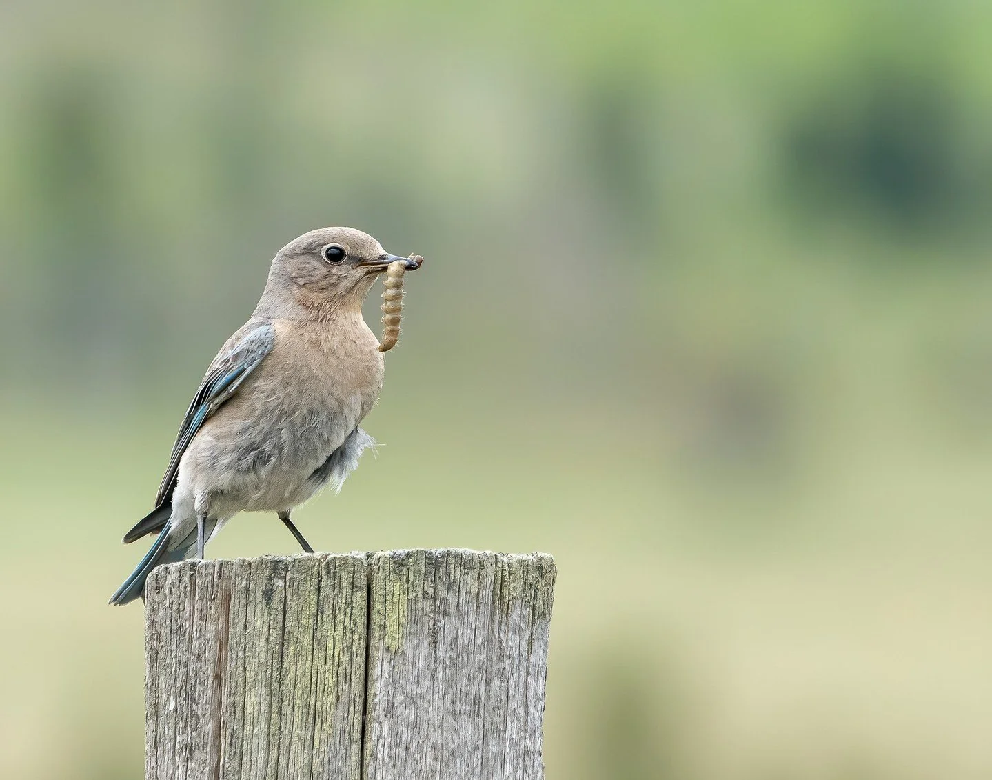 Full Meal Deal - Colleen Edwards - IWPA / Fall Digital 2023 Competition - 2nd Place

#prpacanada #birdphotography #wildlife