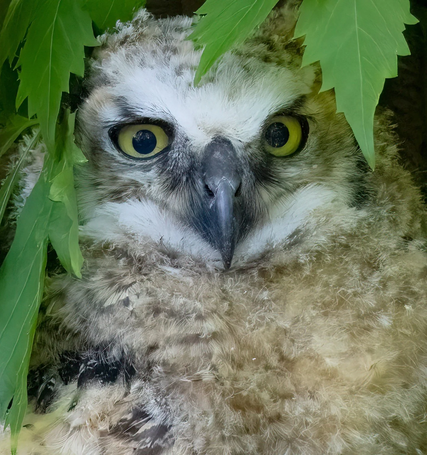 Official results for the Prairie Region of Photographic Arts competitions.

Hoo are You Looking At - Ken Dumont - Wildlife 2024 Competition - 1st Place.

#prpacanada #wildlife #owl #nature
