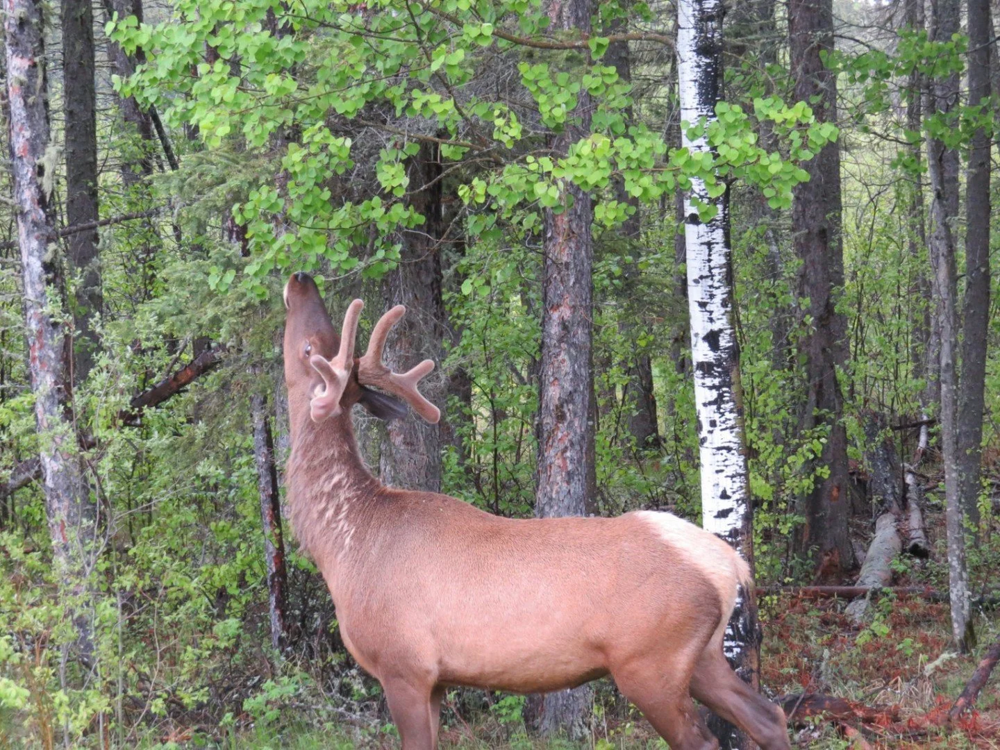 I Wish I Were Taller - Jim Slough - Outing Nature Digital Image 2025 Competition - Honorable Mention.

#prpa #prpacanada #wildlife #nature