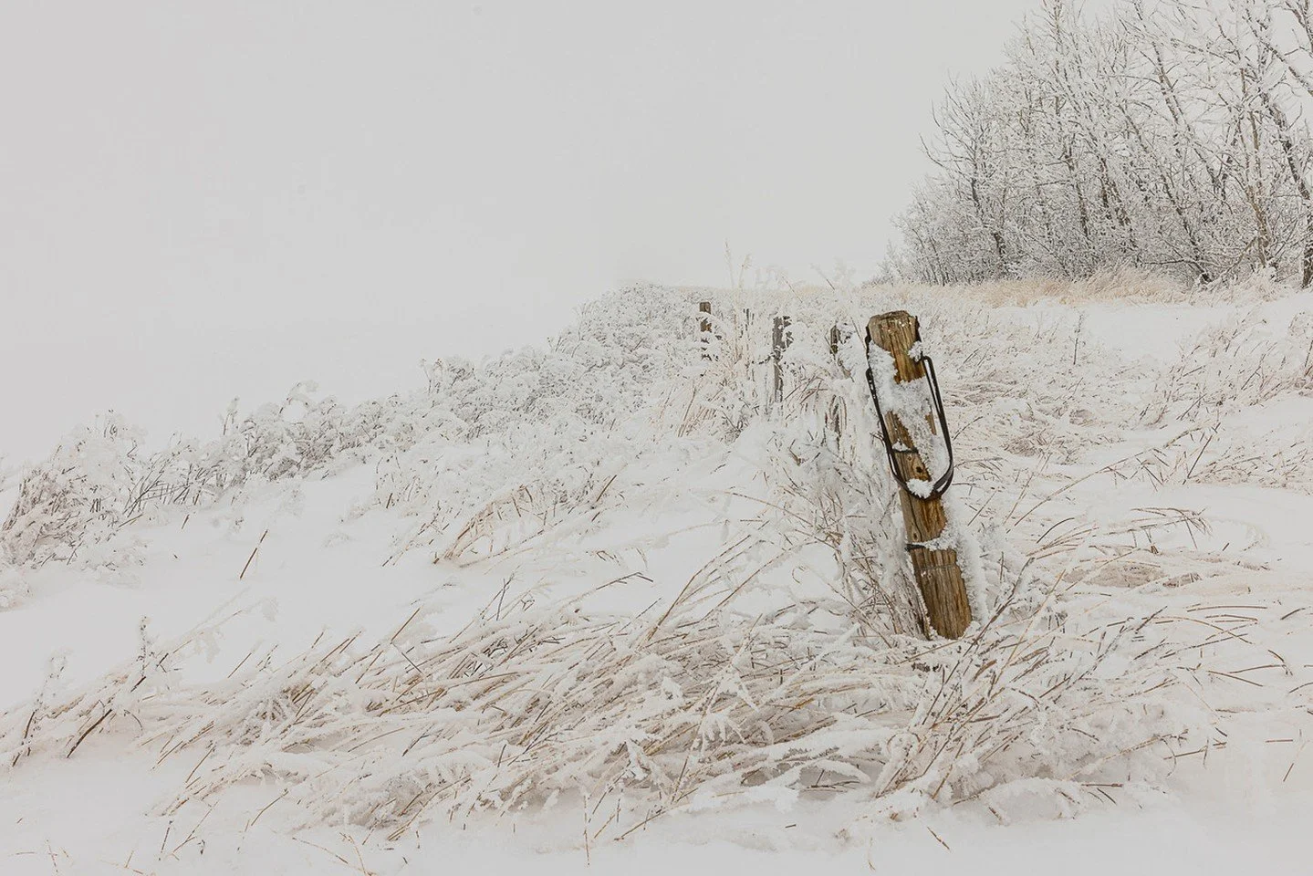 Into the Mystic - Jean Duff - Canadian Landscape 2025 Competition - Honorable Mention.

#prpacanada #winter #landscape #prairies