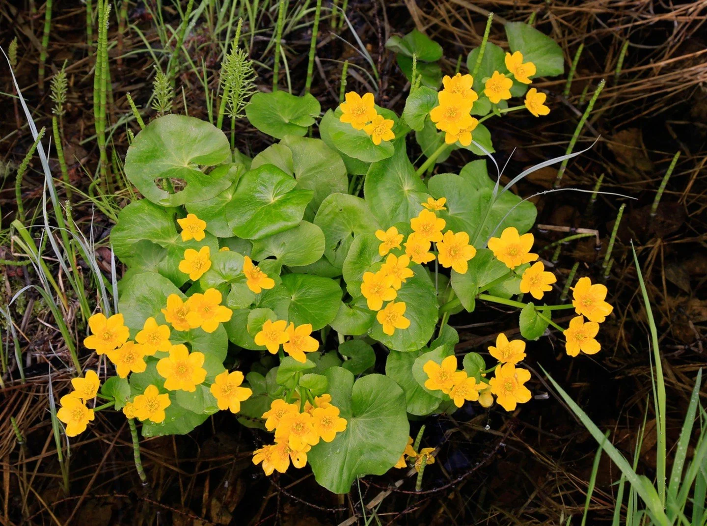 Marsh Marigold - Larry Easton - Outing Colour Digital Image 2025 Competition - Honorable Mention. #prpa #prpacanada #nature #flowers