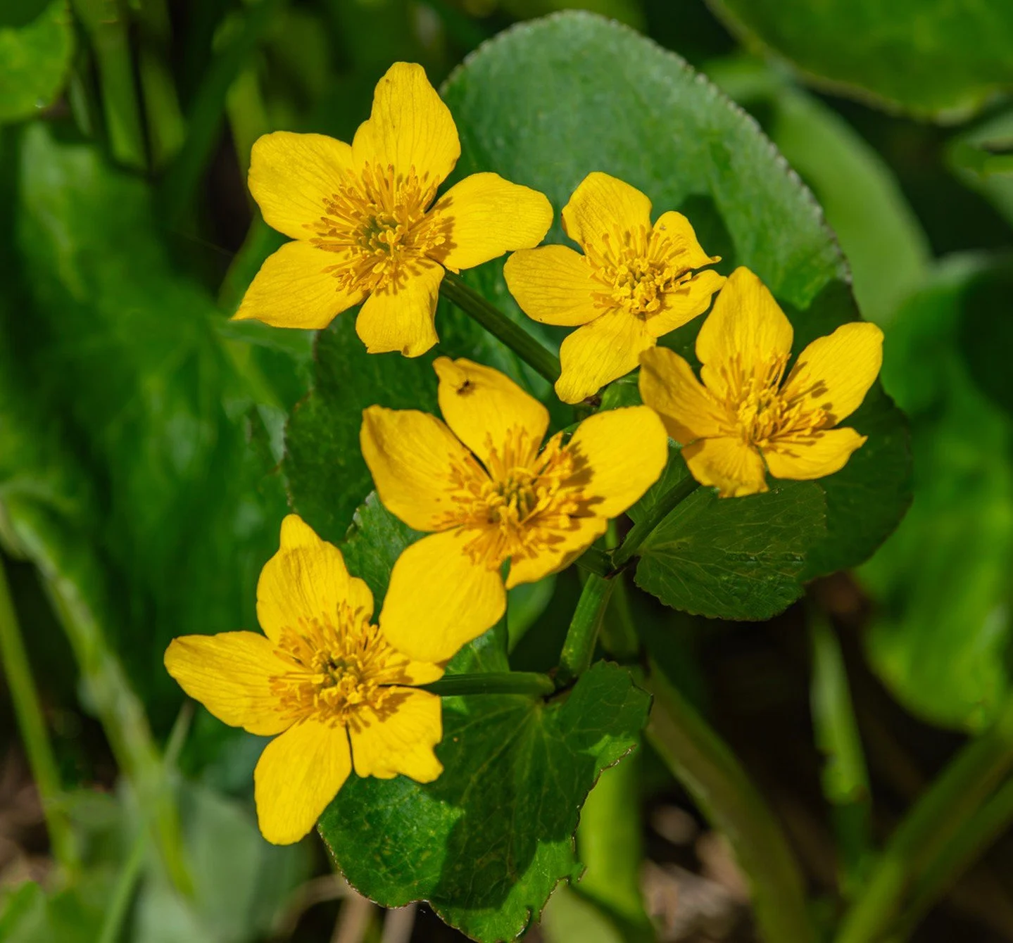 Marsh Merrigolds - Emily Schindel - Outing Nature Digital Image 2025 Competition - 1st Place.

#prpa #prpacanada #nature #flowers