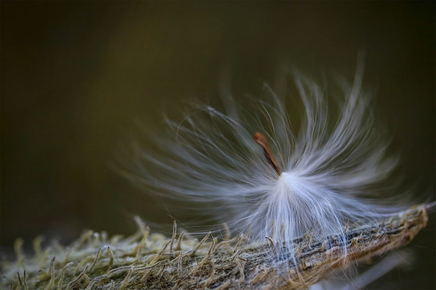 Reseeding - Wanda Hudson - Attanyi 2025 Competition - 1st Place.

#prpa #prpacanada #macro #nature