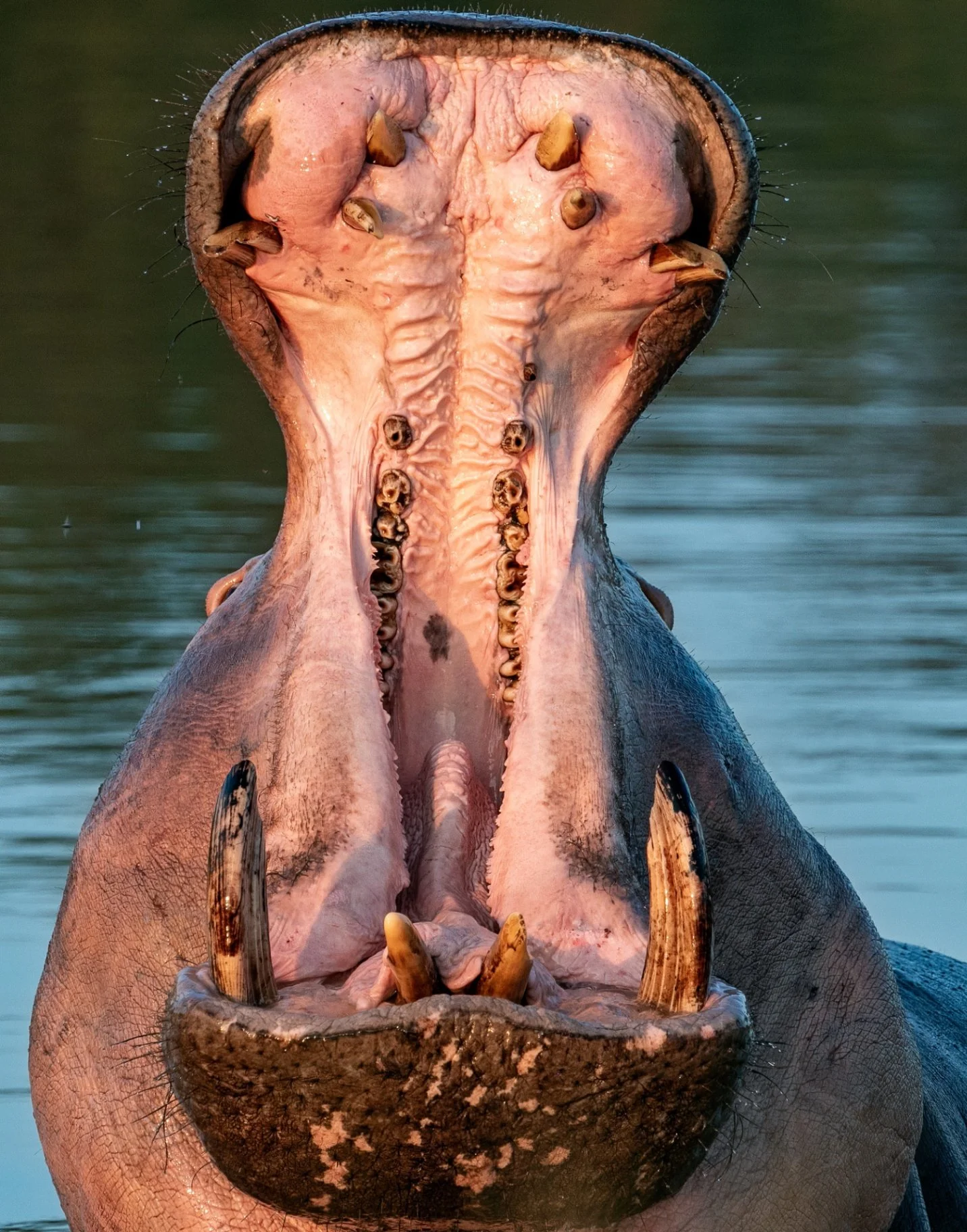 Show of Defiance - Jane Hiebert - SCC / Attanyi Salon 2024 Competition - 1st Place

#prpa #prpacanada #wildlife #hippo