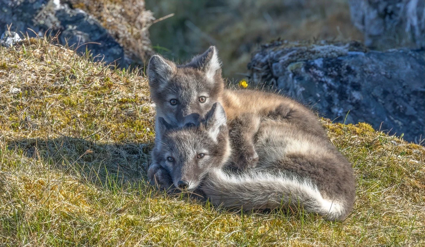 Sibling Cuddles - Diane McKinnon - Wildlife 2024 Competition - Honorable Mention.

#prpa #prpacanada #wildlife #foxes