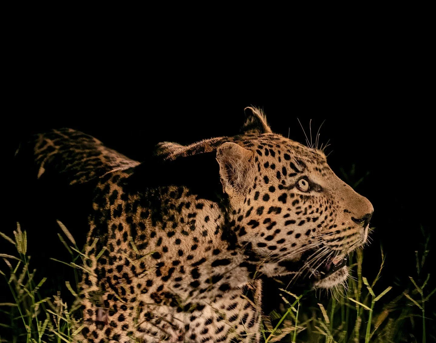 Stalking Among the Grasses - Jane Hiebert - Attanyi Salon 2024 Competition - 2nd Place.

#prpa #prpacanada #wildlife #leopard #naturephotography