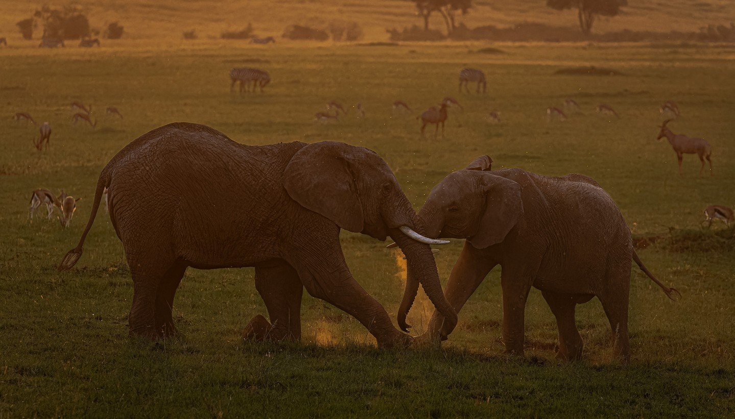 Tussle at Dusk - Hilda Maier - Russell 2023 Competition - 1st Place.

#prpa #prpacanada #wildlife #elephants #nature