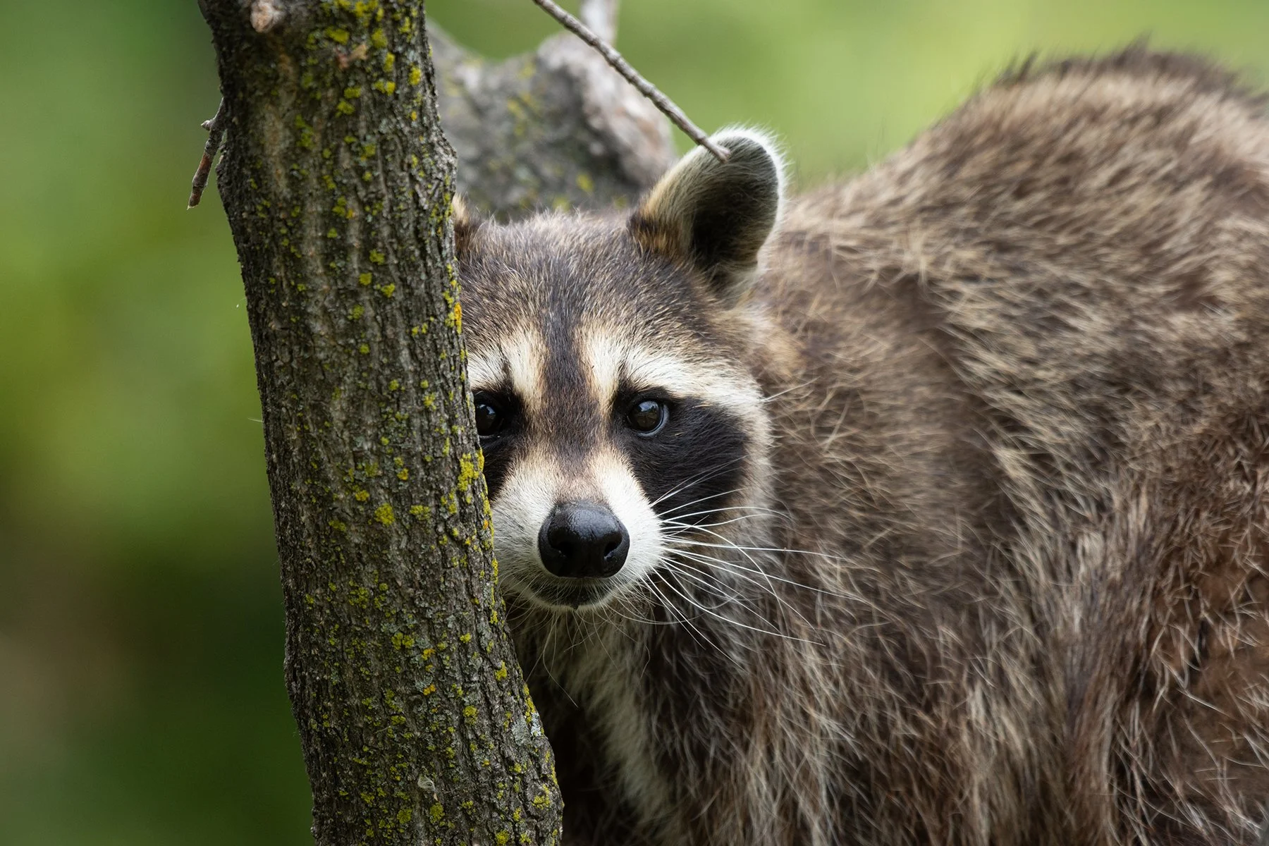 “Peek a Boo” by Keith R. You, featuring a raccoon peeking from behind a tree
