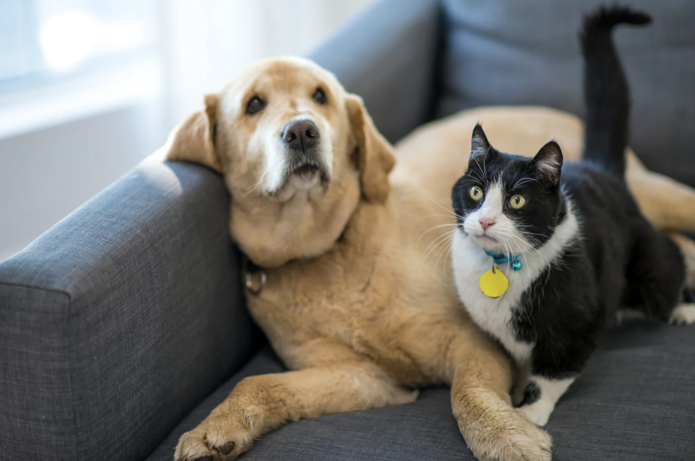 5 Ways to Protect Your Pets from Electrical Hazards