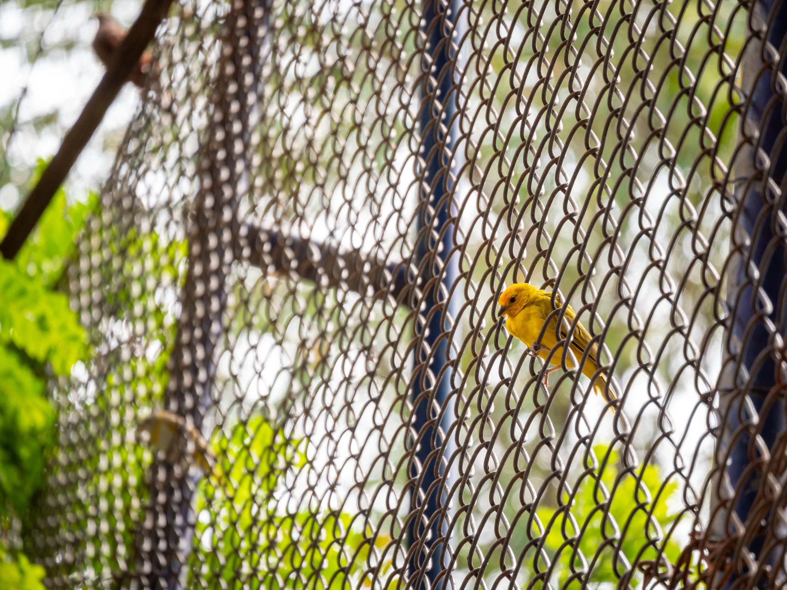 Full Chain Link Fence Repair Guide in Minneapolis (Posts, Mesh, Tension Wire, and Costs)