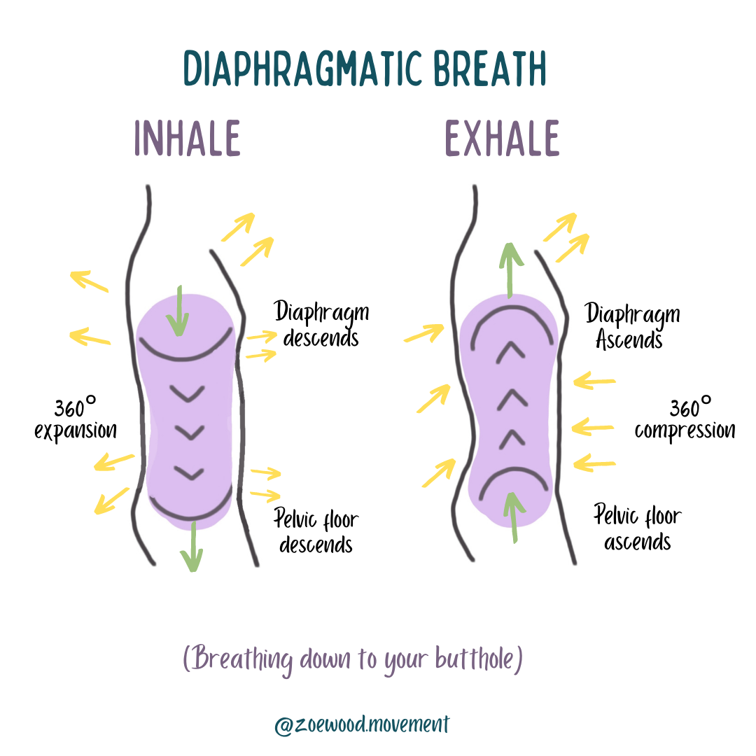 Diaphragmatic Breathing Inhale Exhale