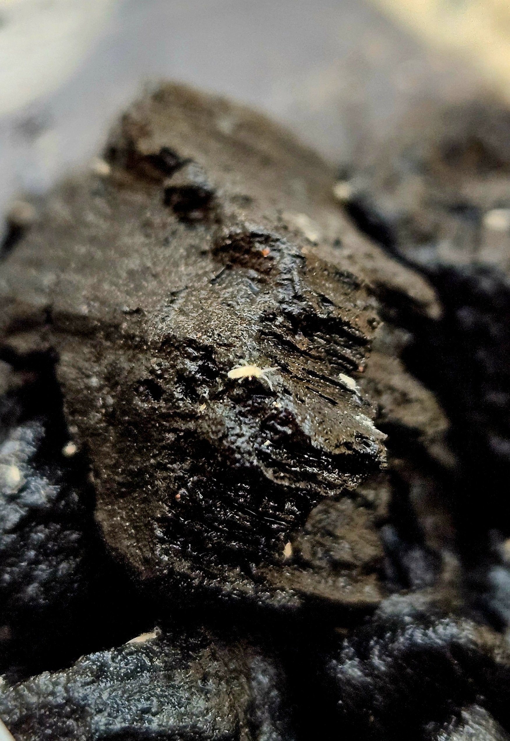 Springtail Culture