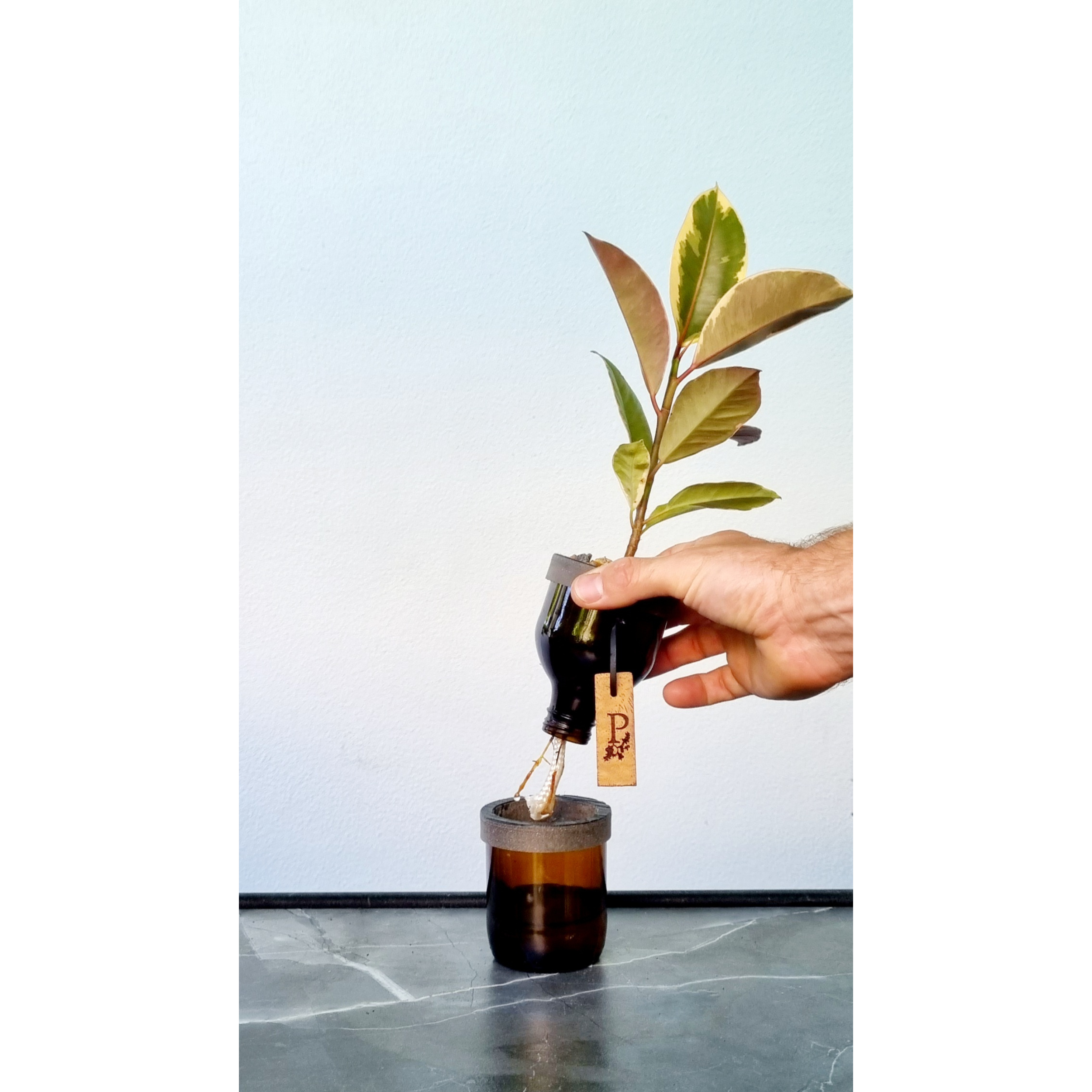 Tiny Island: Self-Watering Miniature Bonsai Workshop