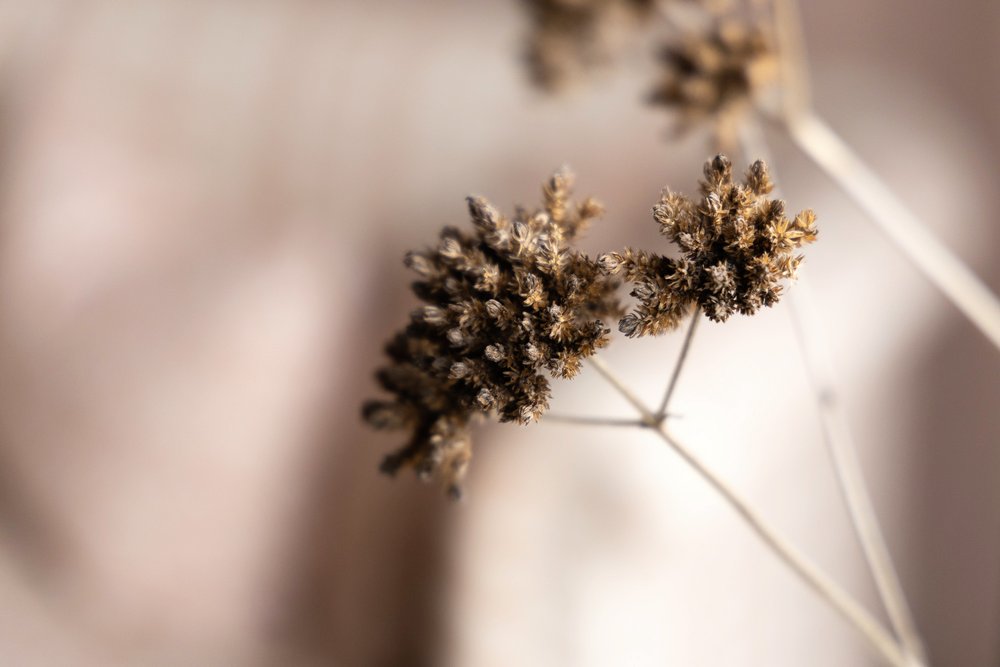 Close up photo of dried flower.jpg