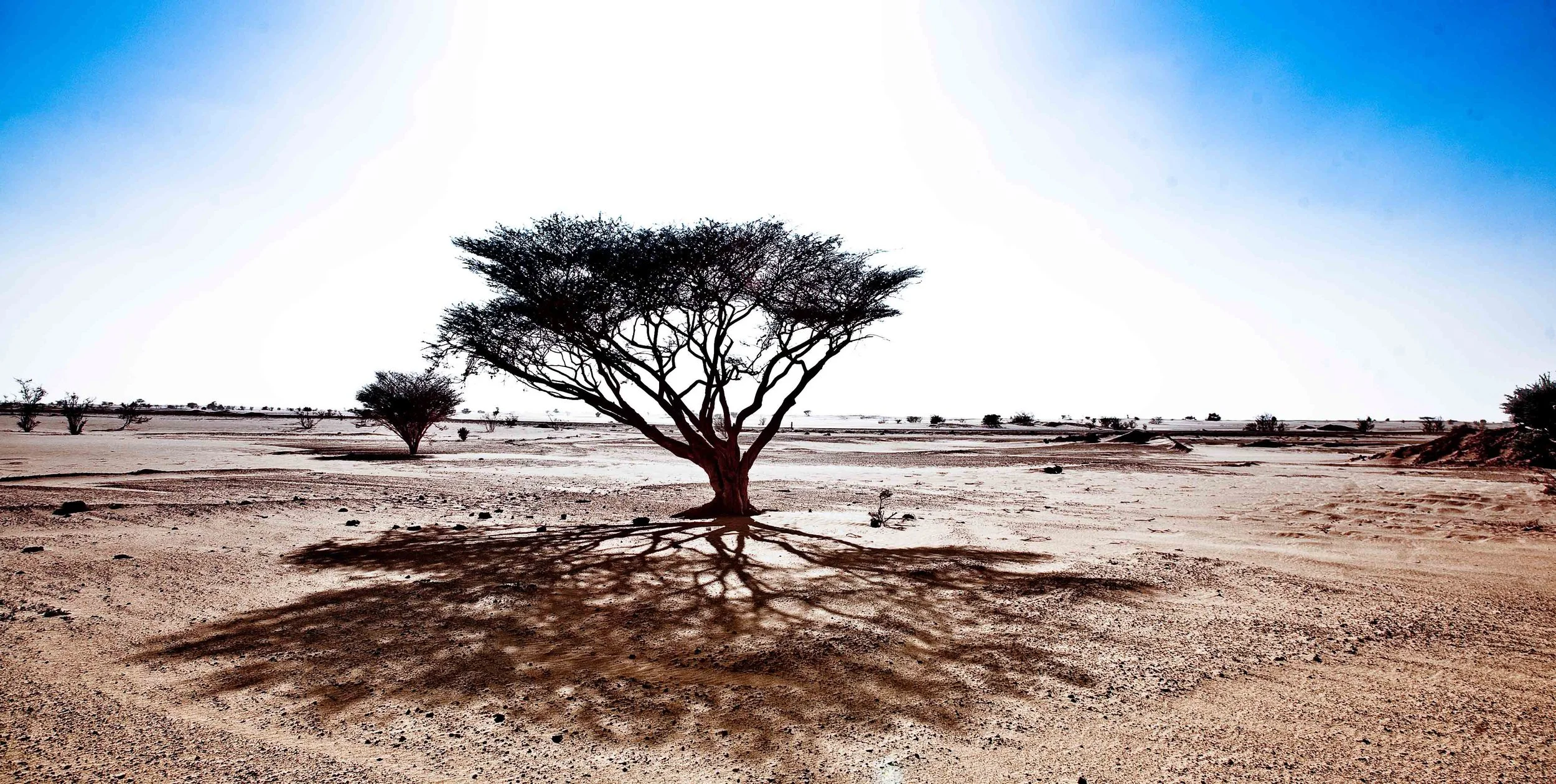 Tree - Landscape-1-4-23.jpg