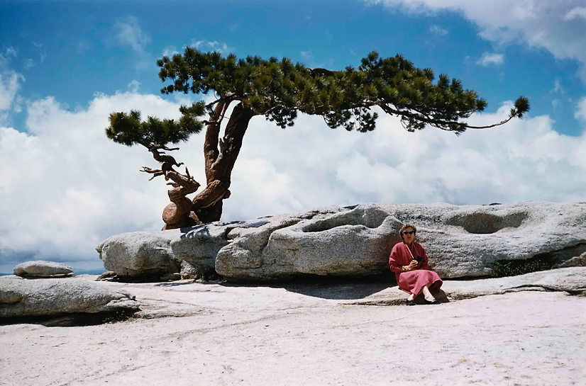 The Anonymous Project / JEFFREY PINE