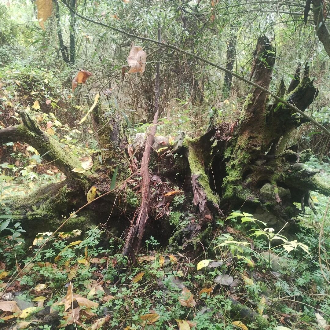 I'm always a big fan of a mossy stump. #porepunkah