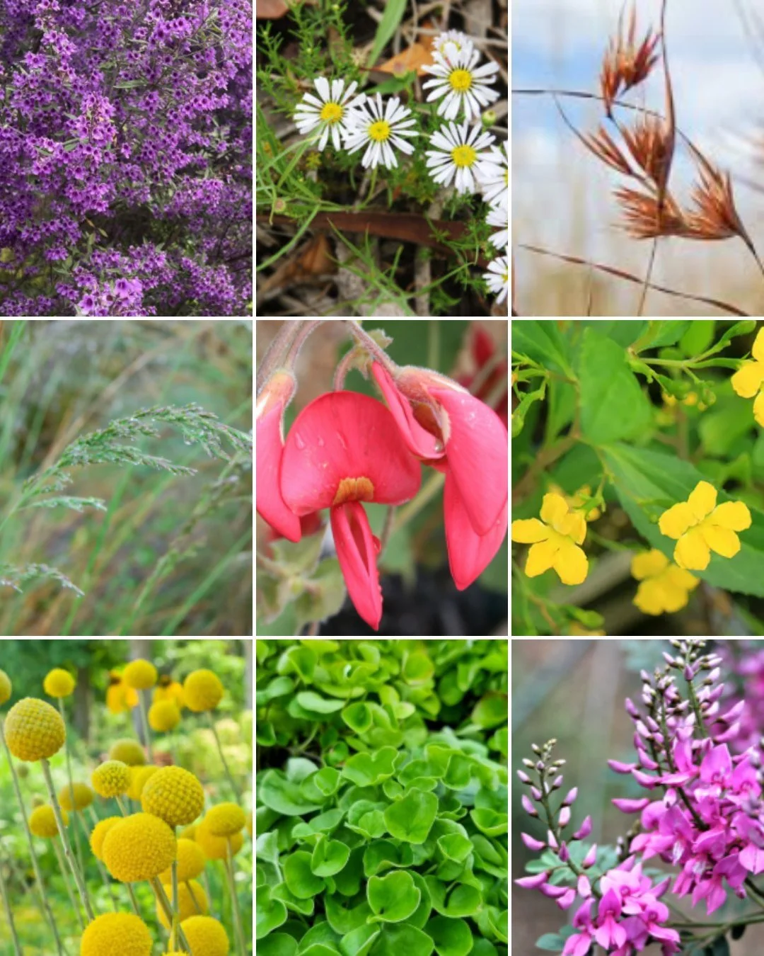 This week&rsquo;s plant palette features a beautiful mix of indigenous species from Maribyrnong 🌿
They&rsquo;re being trialled in balcony planters at a new medical clinic in Melbourne&rsquo;s western suburbs &mdash; a small but meaningful way to bri